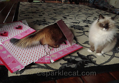 Somali cat and ragdoll cat help assemble cat scratcher cottage