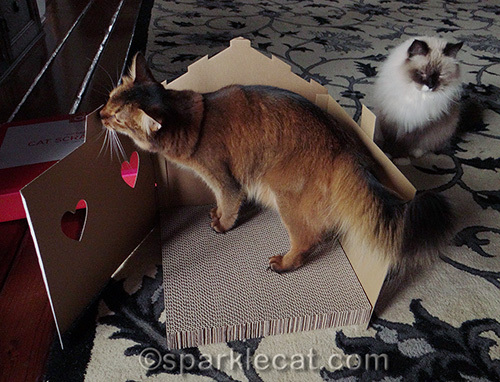 somali cat and ragdoll cat with partially assembled cat cottage and scratcher