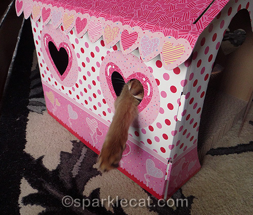 somali cat playing with cat cottage and scratcher