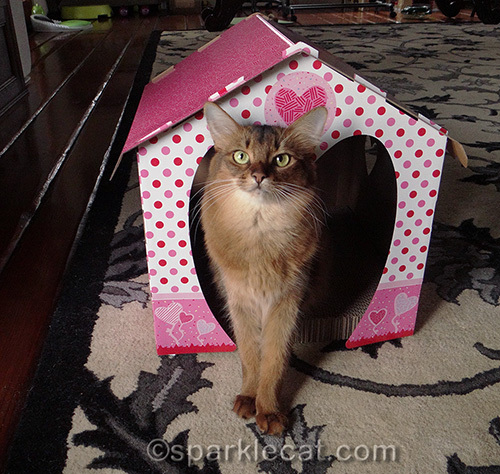 somali cat with Valentine heart cottage scratcher