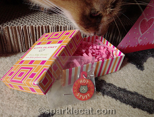 somali cat with hot stuff cat tag from Kitty Planet