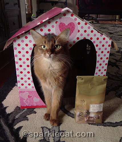 somali cat in valentine kitty cottage scratcher with Harry & David milk chocolate truffles