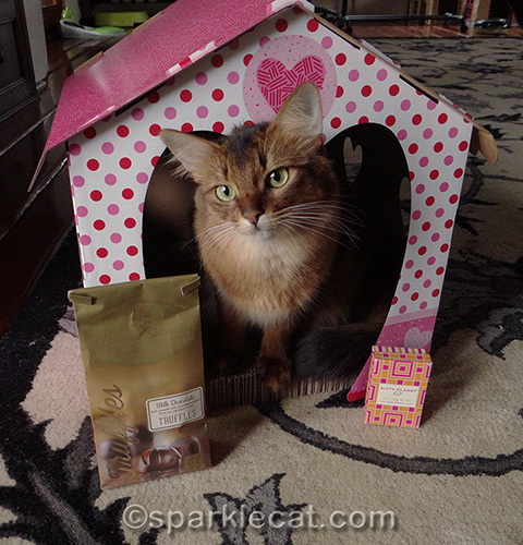 somali cat poses with kitty cottage scrather, kitty planet gift tag and harry and david truffles