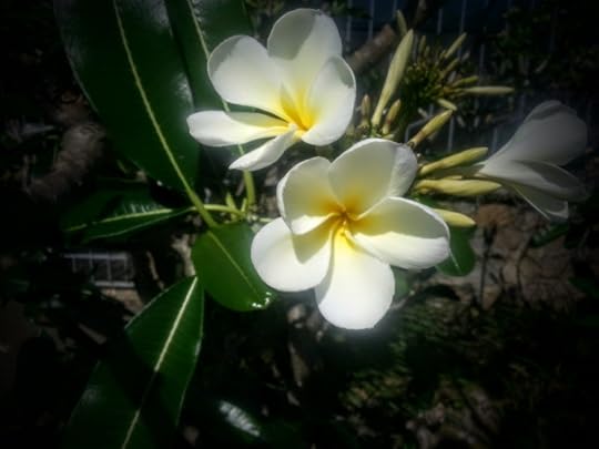 Frangipani Blossoms