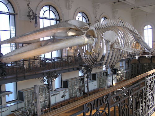 Whale_skeleton_Monaco.jpeg