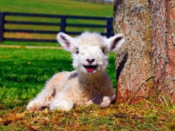 Cute little lamb