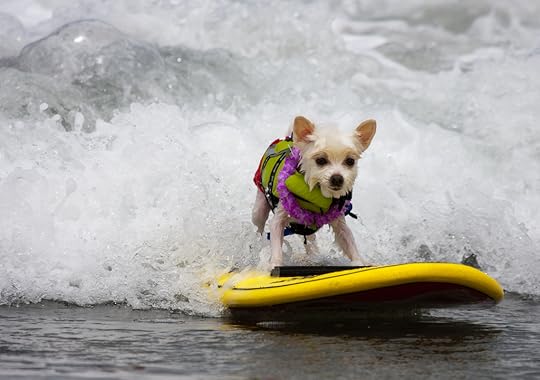This smart dog has a surfing mini habit.
