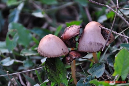mushrooms