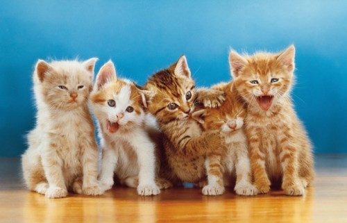 kitten-photograph