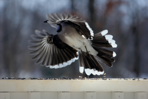 BlueJay2016