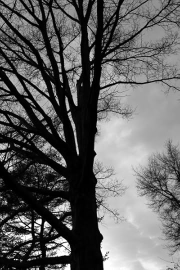 The giant oak tree in our back yard, showing the aggressive pruning of branches that stick over the fence.