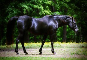 Photo by Cherie Steele Photography