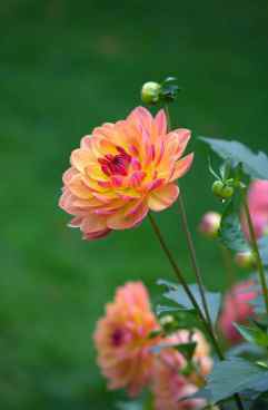 melisa flower