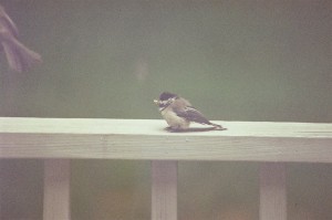 chickadee