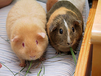 Guinea pigs - Wikipedia