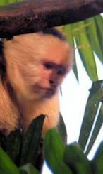 monkey mind