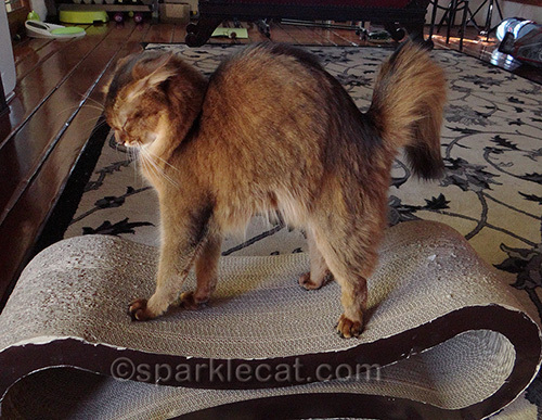 Somali cat stretching on scratch lounger