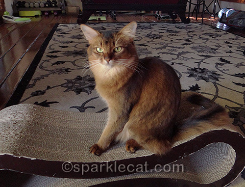 Somali cat sitting on scratch lounger