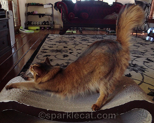 Somali cat stretching on scratch lounger