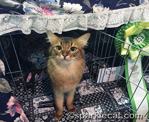 somali cat in cage at Portland International Cat Show