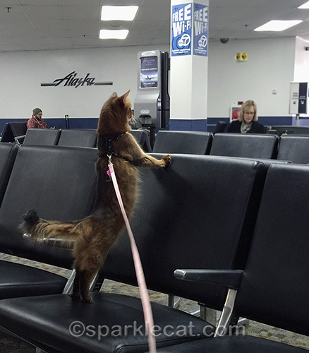 somali cat on leash at Burbank Airport