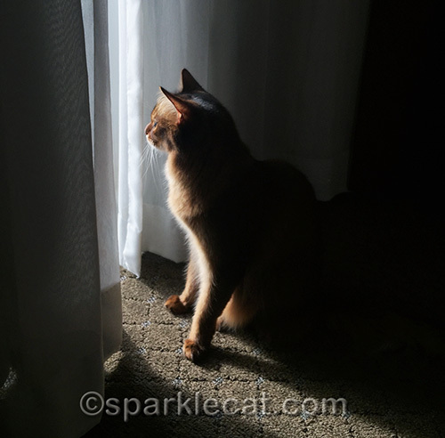 somali cat looking out hotel window in Portland, OR