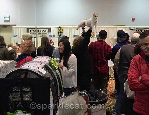 exhibitor carrying a cat to a judging ring