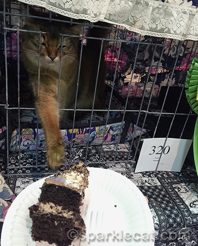 somali cat trying to grab a piece of chocolate cake