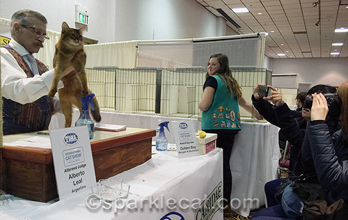 somali cat being judged at a cat show