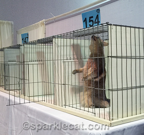 blue somali cat acting silly in judging ring cage