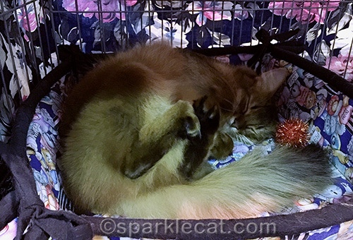 somali cat napping in show cage