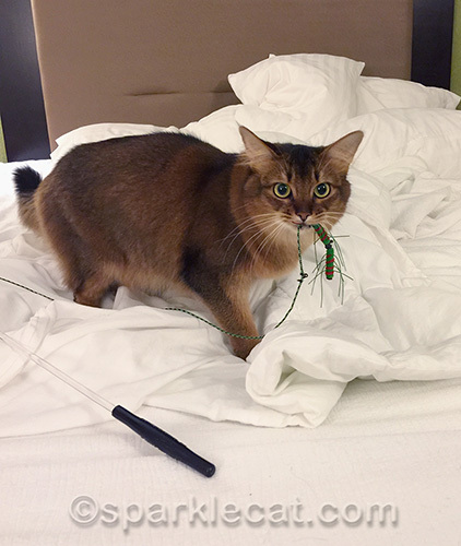 Somali cat plays with nekoflies Kattipede