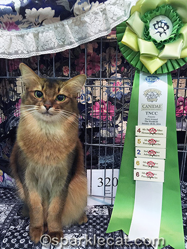 Somali cat poses with her show ribbon