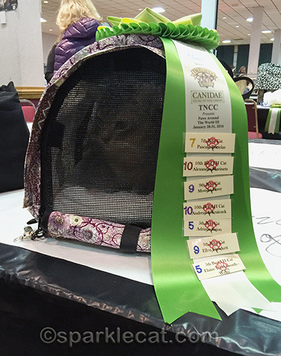 blue somali cat in carrier with show wins