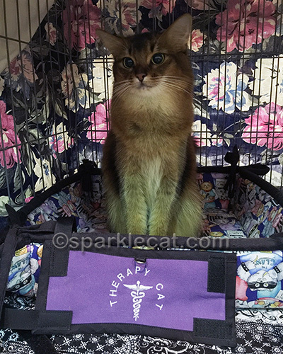 somali cat with Therapy Cat harness