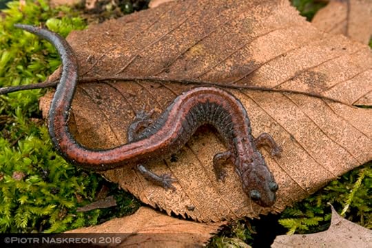 The Redback salamander (Plethodon cinereus), a small, unassuming animal common in the eastern United States, is a marvel of evolution, with physiology that makes our own appear laughably inefficient.