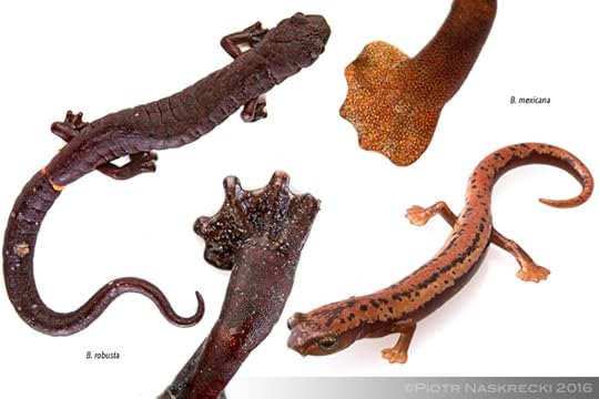 Among many adaptations to the arboreal lifestyle are the lungless salamanders' pad-like feet. Despite of the overall similarity, this foot shape has evolved independently in different species of the genus Bolitoglossa.