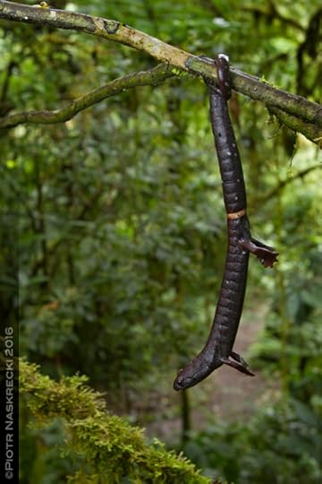 The ability to use a prehensile tail, a rarity in the animal kingdom, is one of the most amazing characteristics of the large, arboreal Ringtail salamander (Bolitoglossa robusta) from Costa Rica.