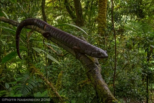 Ringtail salamander (Bolitoglossa robusta) on a tree branch in Tapanti National Park, Costa Rica.