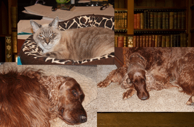 Debra Dier's dogs and cats in her office