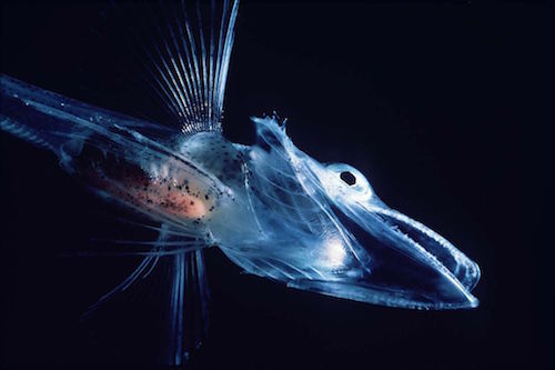 1024px-Icefishuk.jpg