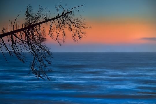 Dead Tree, Seascape, and Sunset © Harold Davis