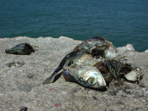 dead fish