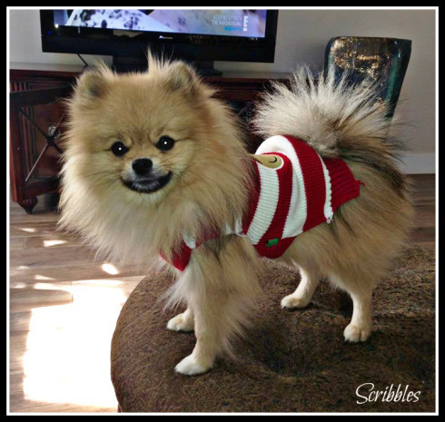 Scribbles-The Writer Next Door-Vashti Q