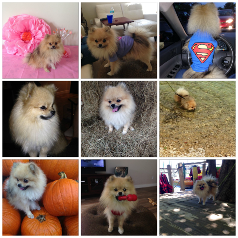 Scribbles-The Writer Next Door