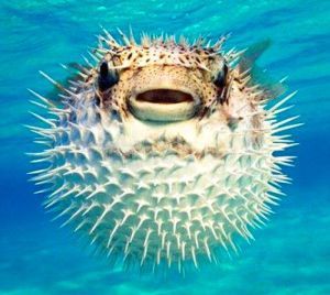 Puffer Fish
