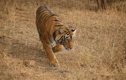 First sighting of tigress in Ranthambore. Copyright Avi Gupta, 2016.