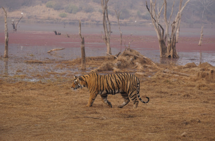 Second tiger sighting, Ranthambore. Copyright Avi Gupta, 2016.