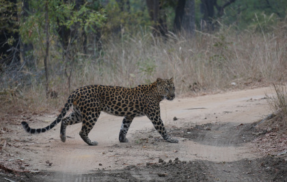 Leopard in Bandhavgarh. Copyright Avi Gupta, 2016.