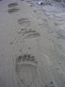 GrizzlyTracksGOA